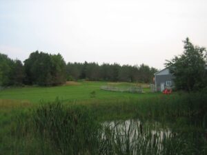 Pond with cattails in the foreground, open grassy field, and a rural outbuilding surrounded by trees